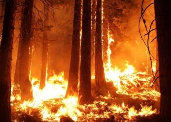 Forest-fire
