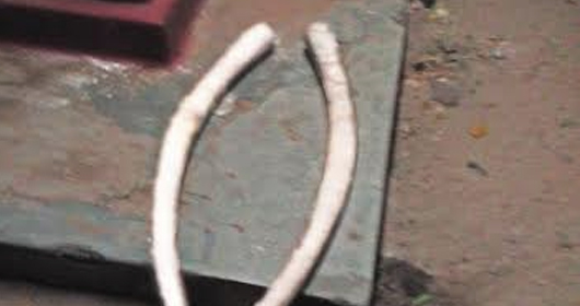 මහනුවර බස්නායක නිලමේගේ නිවසින් ඇත්දළ එළියට