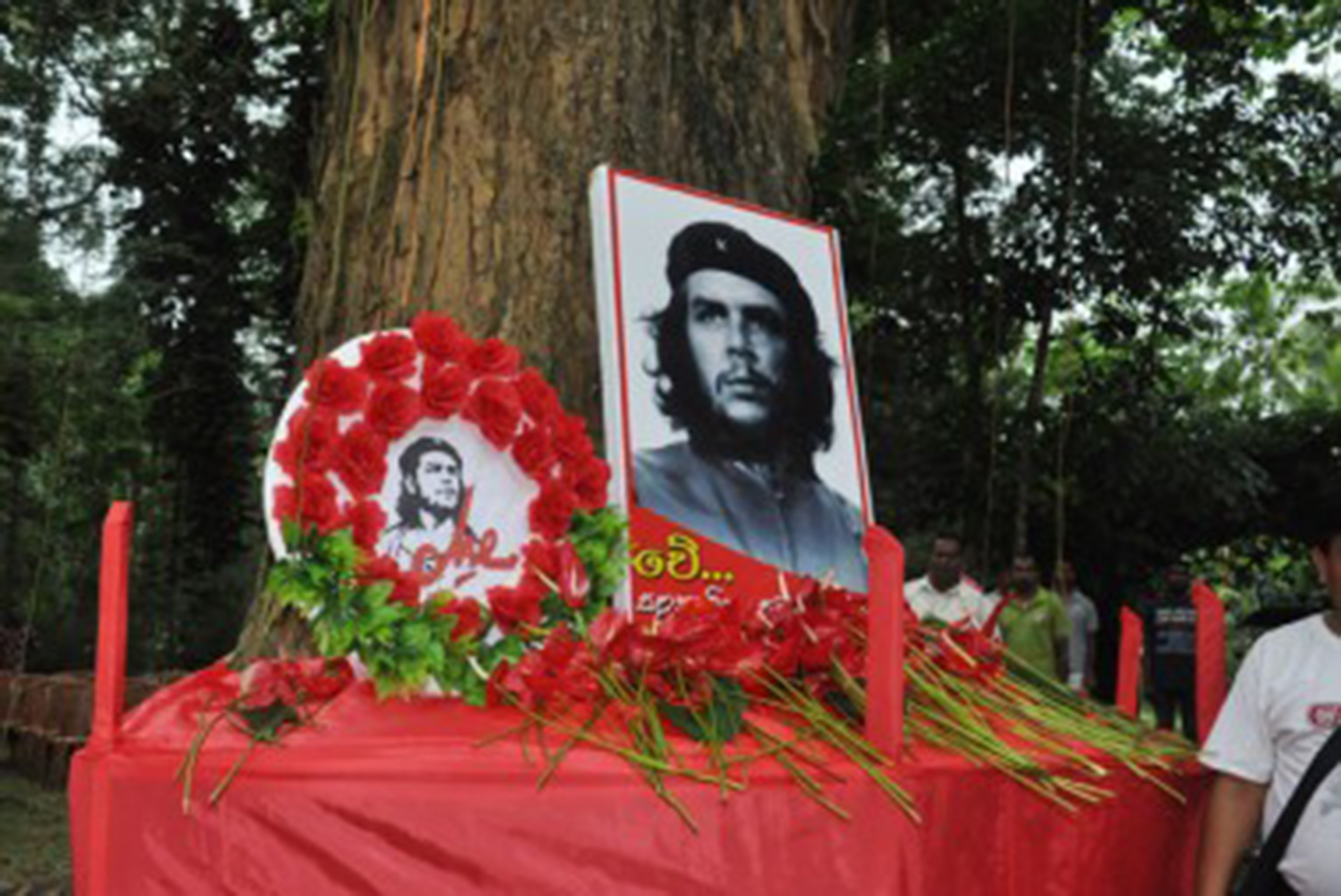 චේ හිටවපු මැහෝගනී ගස කපන්න හදලා