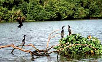 මුතුරාජවෙලට කසළ බැහැර කිරීමට එරෙහිව මානව හිමිකම් කොමිසමට පැමිණිල්ලක්