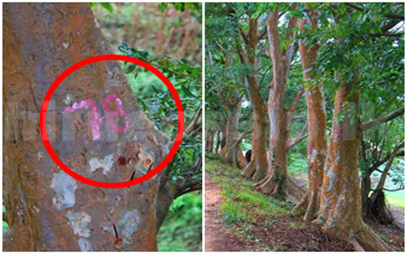 ප්‍රතිසංස්කරණ මුවාවෙන් කුඹුක්කඩවල දැව ජාවාරමක සූදානමක්