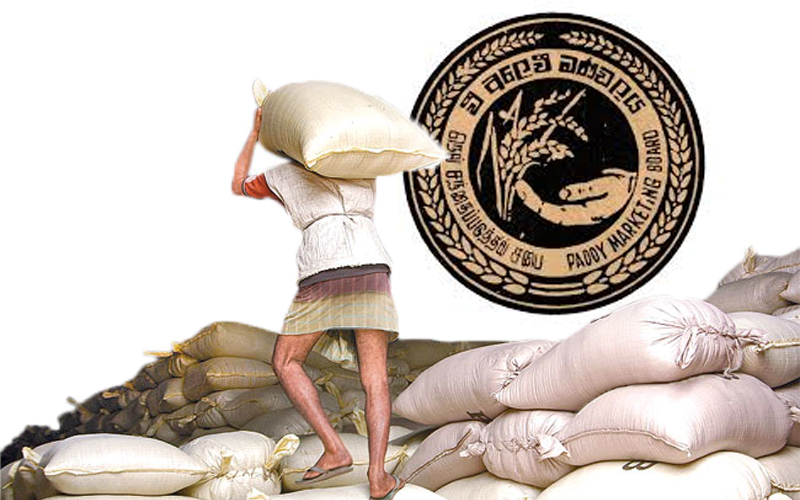 අද සිට වී මිලදී ගන්නවා – වී අලෙවි මණ්ඩලය