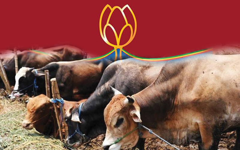 බලපත්‍ර රහිත පොහොට්ටු සභාපතිගේ ගව ඝාතකාගාරයේ හරක් 26ක් මස්කරද්දී මාට්ටු