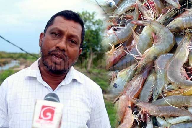 ඉස්සන් වගාවත් අර්බුදයට