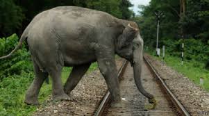 වැලිකන්දේ දී වන අලි තිදෙනෙකු දුම්රියේ ගැටීමෙන් මරුට.