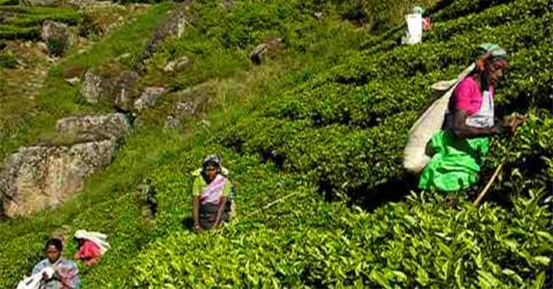 කෘෂිකාර්මික අපනයන ආර්ථික ආදායම 26%කින් පහත වැටේ