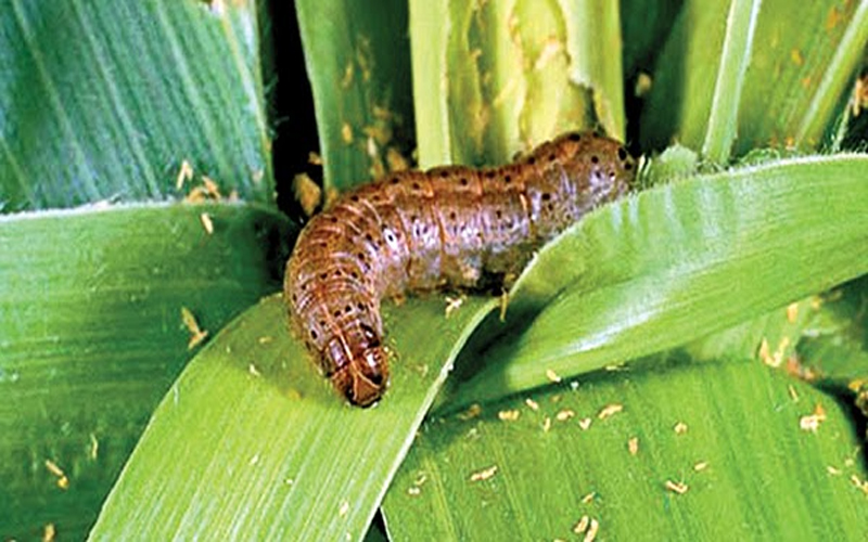 සේනා චීනයටත් පැතිරෙයි
