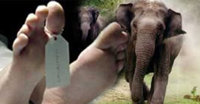 ලංකාව අලි – මිනිස් ගැටුම්වලිනුත් ලෝකයේ ඉදිරියෙන්ම