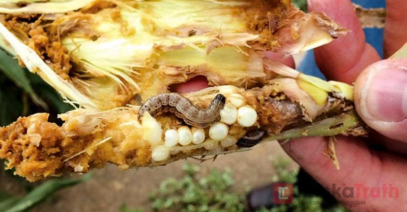 සේනා දළඹුවා රුවන්ඩා හමුදාවටත් පහර දෙයි