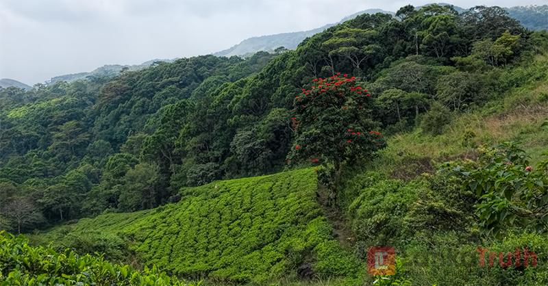 ජාත්‍යන්තර වනාන්තර දිනය අදයි