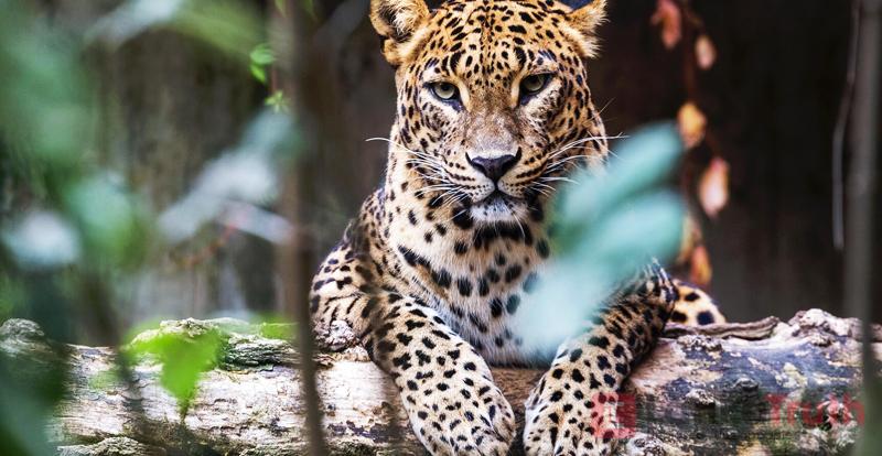 ආගරපතනේ කොටියා මියයයි