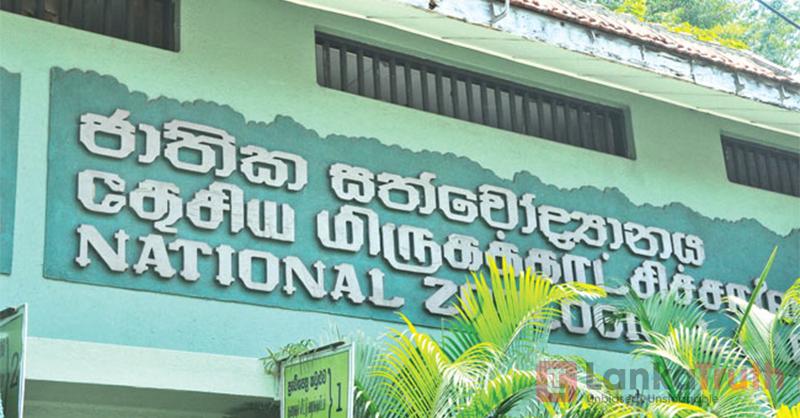 දෙහිවල සිංහ ධේනුවටත් කොරෝනා