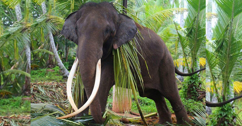 ‘මුතු රාජා’ හෙට තායිලන්තයට