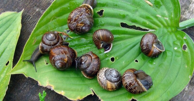 ගොළු වූ ඇමති සංඛ්යාව තවත් ඉහළට