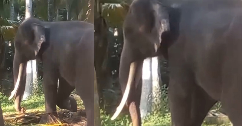 ප්‍රබලයෙකු ලඟ නීතිවිරෝධී ඇතුන් දෙදෙනෙක්