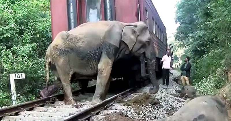 වන අලි ගැටීම වැලැක්වීම: `මීනගයා’ දුම්රිය කාලසටහන වෙනස් කරයි