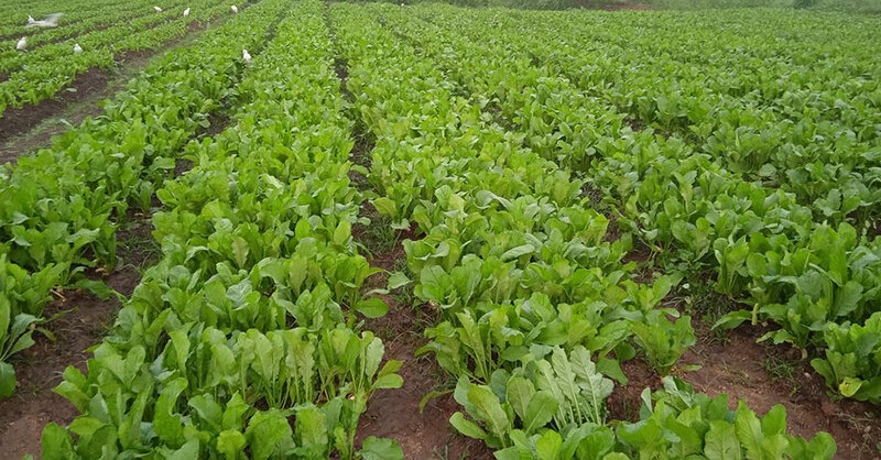 අමතර වැඩකට සූදානම් වන්න