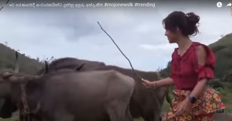 මීහරකුන්ගෙන් ගොයම් මඩවන සුදු නෝනලා
