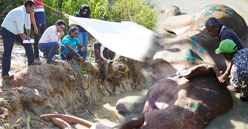 අලි මරණ ගැන ඇත්ත මොකක්ද?