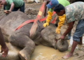 අනතුරට පත් වන අලි ඇතුන් බේරා ගැනීමට ත්‍රිවිධ හමුදා සහාය