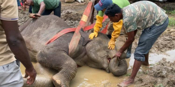අනතුරට පත් වන අලි ඇතුන් බේරා ගැනීමට ත්‍රිවිධ හමුදා සහාය