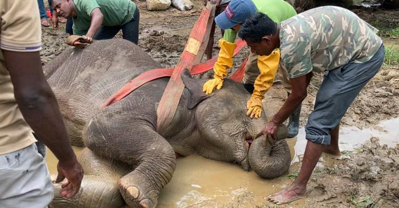 අනතුරට පත් වන අලි ඇතුන් බේරා ගැනීමට ත්‍රිවිධ හමුදා සහාය