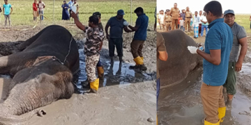 සමන්තුරේ වන අලි පැටවා බේරාගැනීමේ ප්‍රතිකාර අඛණ්ඩව ක්‍රියාත්මකයි
