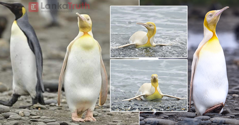 yellow penguin 21.02.2021